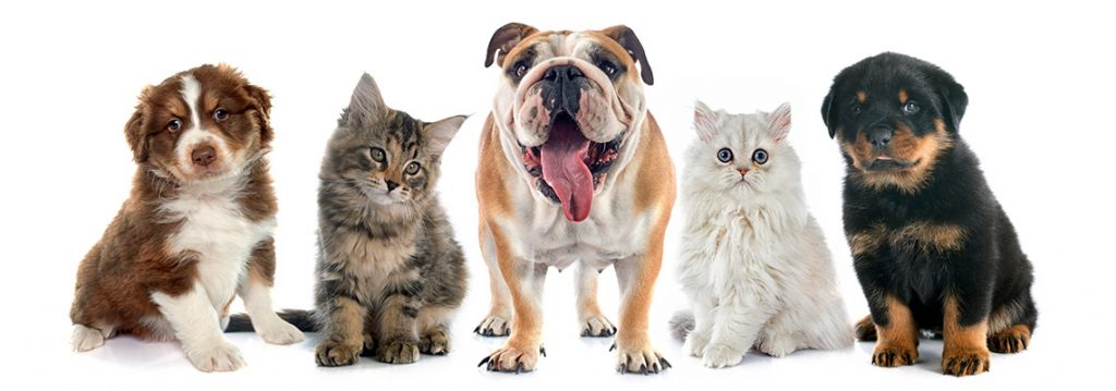 The Top 10 Ways to Avoid Pests & Disease with MegaPot-pets