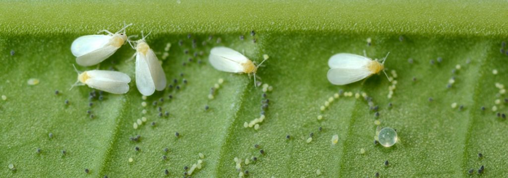 Megapot-whitefly